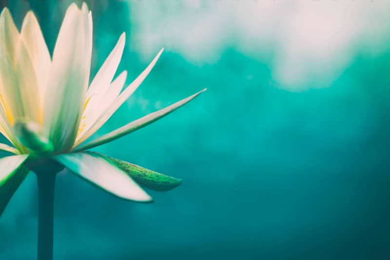 Lotus Blüte am Wasser