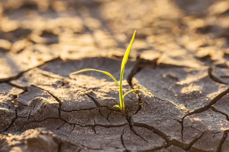 Neues Leben eines jungen Spross